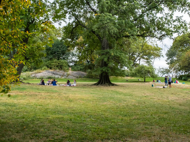 Take a break from the bustling city with a picnic in Central Park.