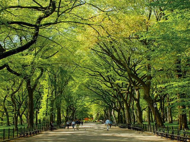 1-Bedroom at Carnegie Mews