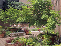 Soho Court: Garden (1)